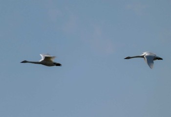 Tundra Swan 邑知潟 Wed, 10/19/2022