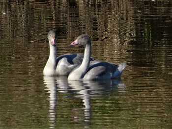 Tundra Swan 邑知潟 Wed, 10/19/2022