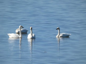 Tundra Swan 邑知潟 Wed, 10/19/2022