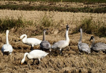 Tundra Swan 邑知潟 Wed, 10/19/2022