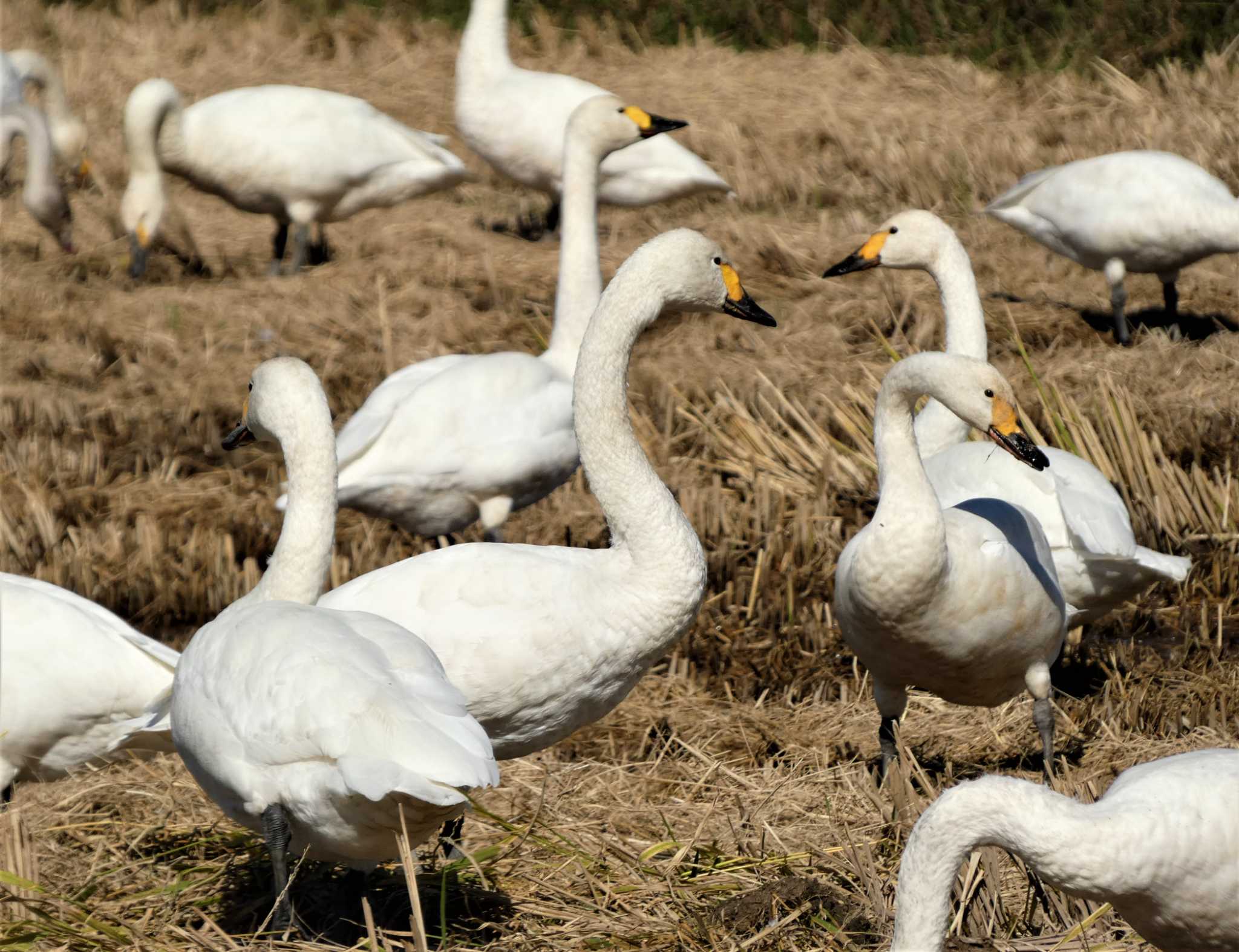 Photo of Tundra Swan at 邑知潟 by koshi