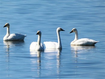 Tundra Swan 邑知潟 Wed, 10/19/2022