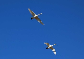 Tundra Swan 邑知潟 Wed, 10/19/2022