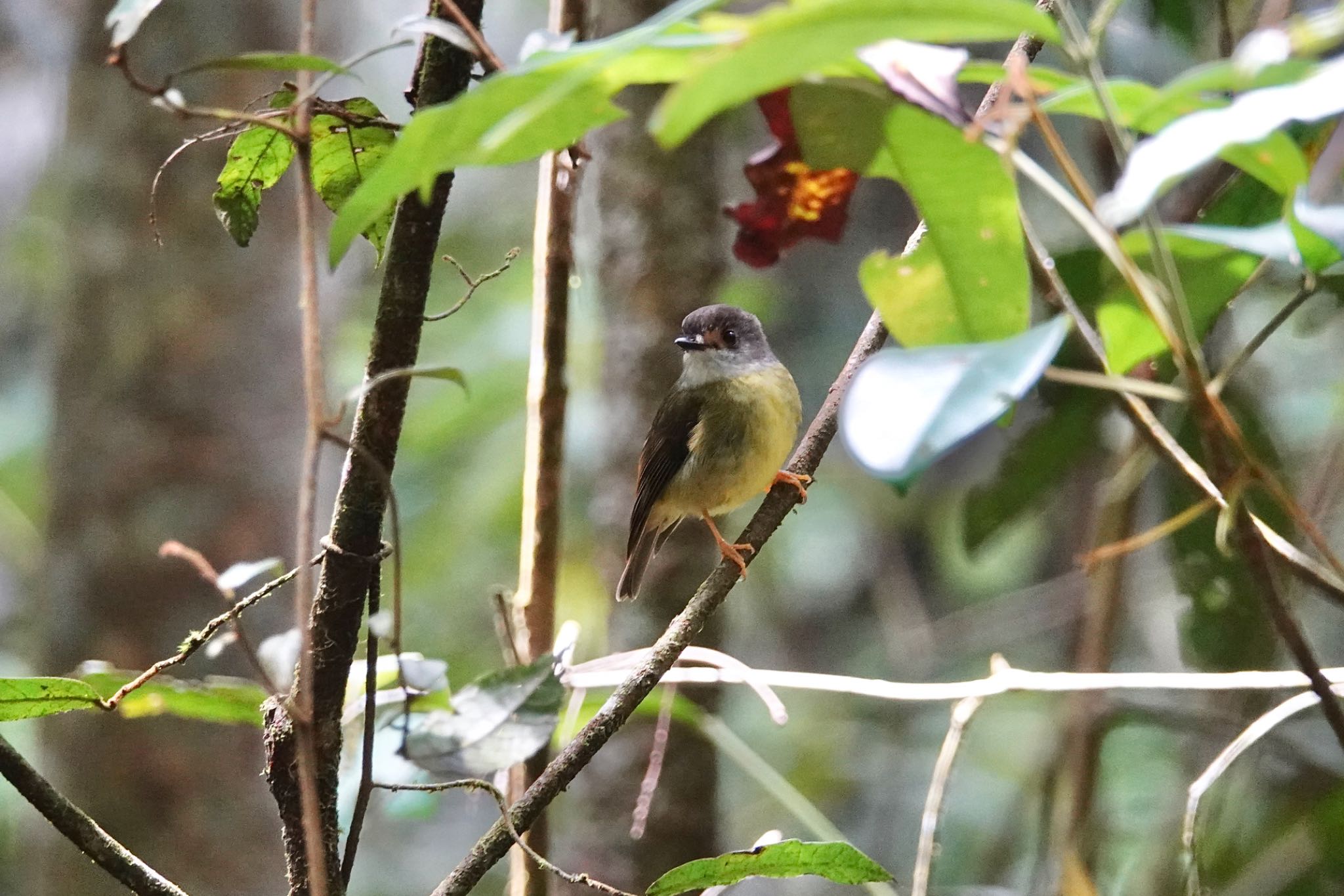 Pale-yellow Robin