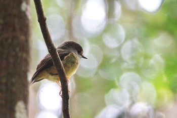 Pale-yellow Robin Chambers Wildlife Rainforest Lodges 周辺 Wed, 10/5/2022