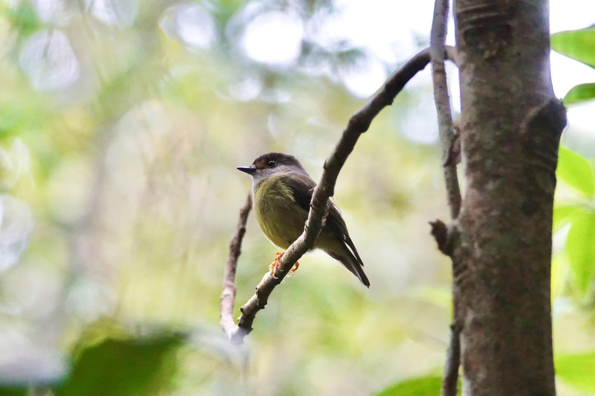 Photo of Pale-yellow Robin at Chambers Wildlife Rainforest Lodges 周辺 by のどか