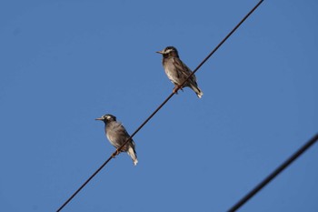 White-cheeked Starling 倉敷市藤戸町 Wed, 11/16/2022