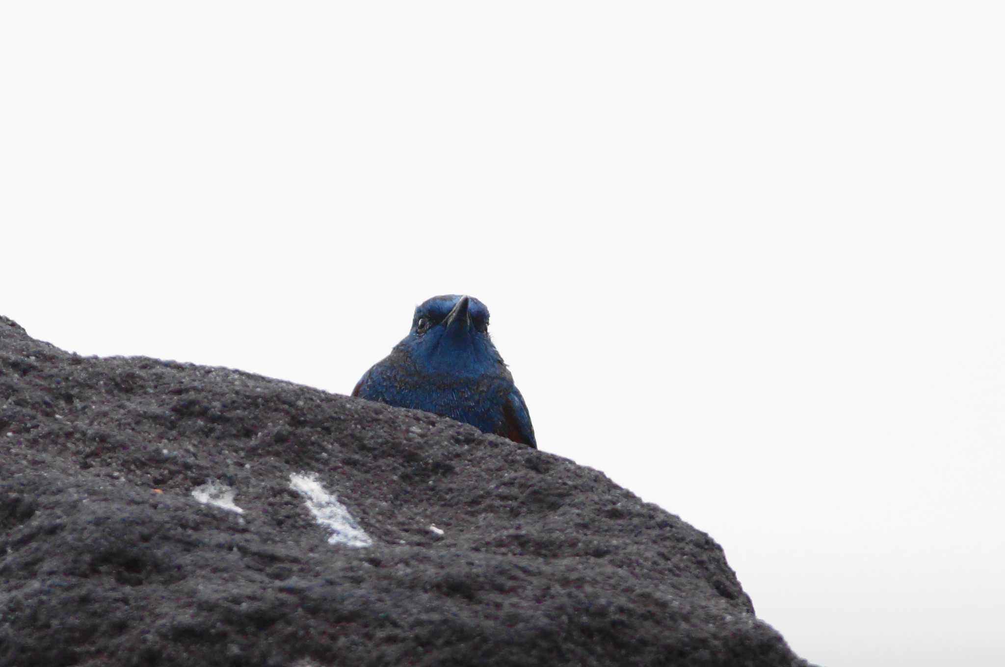 Blue Rock Thrush