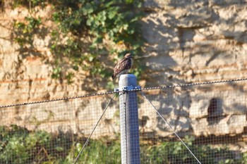2022年11月16日(水) 長浜公園の野鳥観察記録