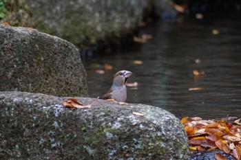 シメ 花島公園 2022年11月13日(日)