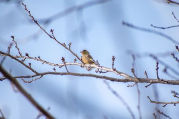 Grey-capped Greenfinch 花見川 Sun, 11/13/2022