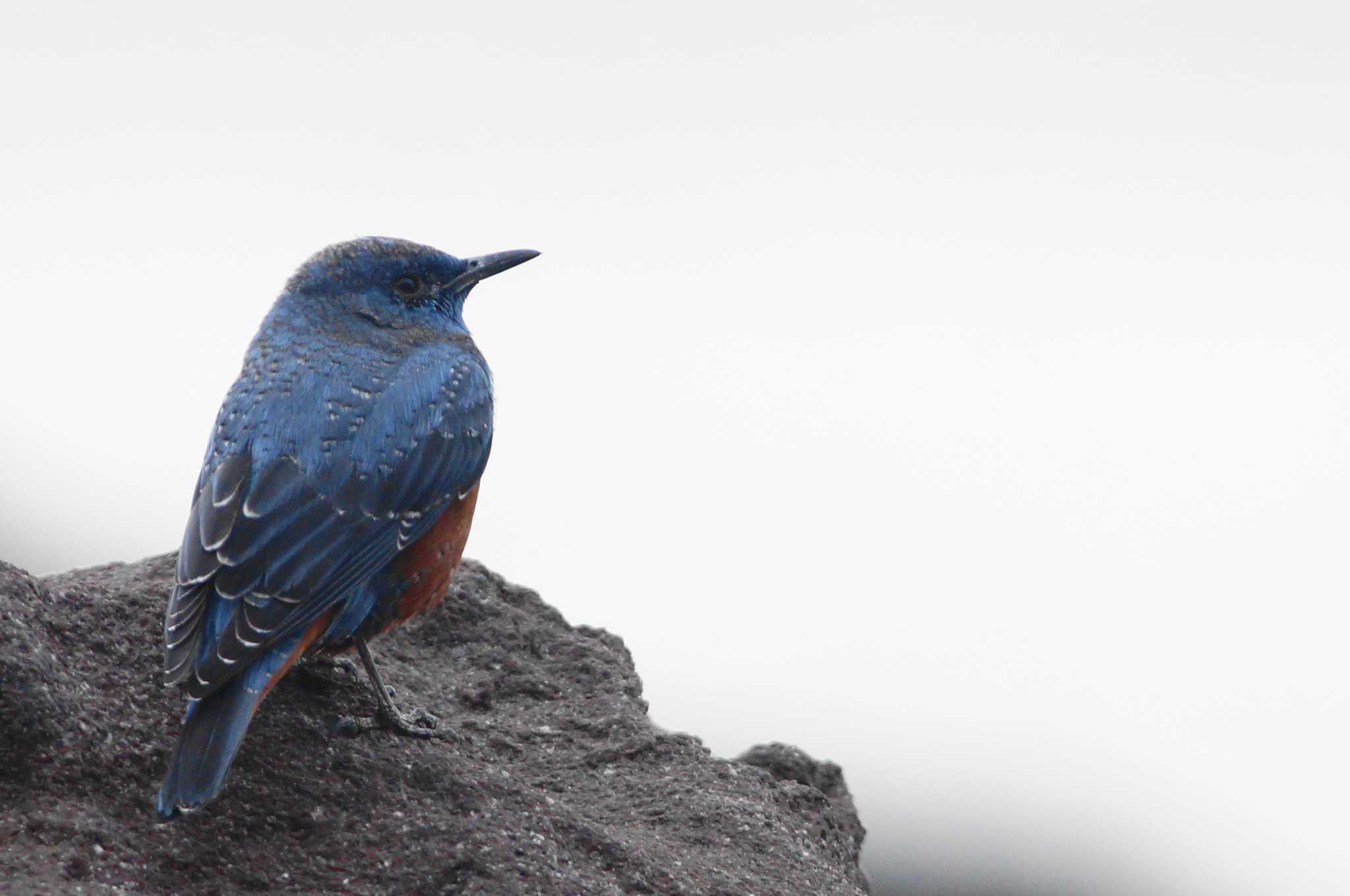 Blue Rock Thrush