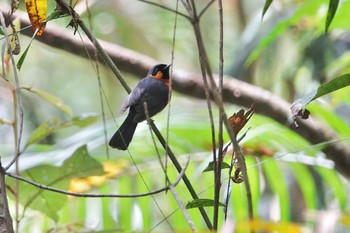 メンガタカササギビタキ Chambers Wildlife Rainforest Lodges 周辺 2022年10月5日(水)