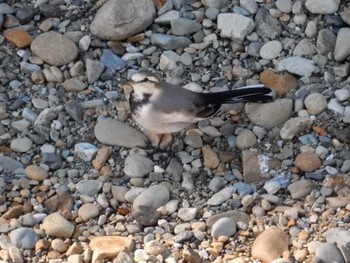 White Wagtail 平和の森公園、妙正寺川 Wed, 11/16/2022