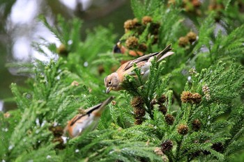 Sun, 12/17/2017 Birding report at Matsue Castle