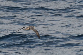 Northern Fulmar 大洗-苫小牧航路 Fri, 10/28/2022