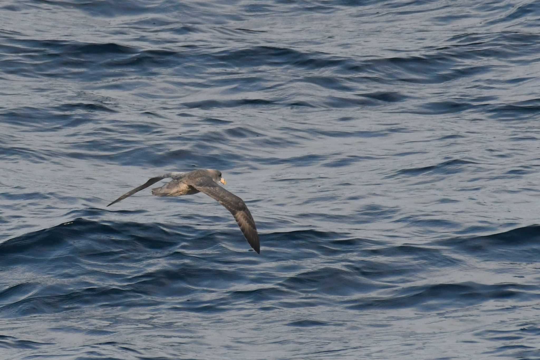 Northern Fulmar