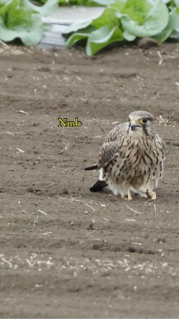 Common Kestrel Unknown Spots Unknown Date