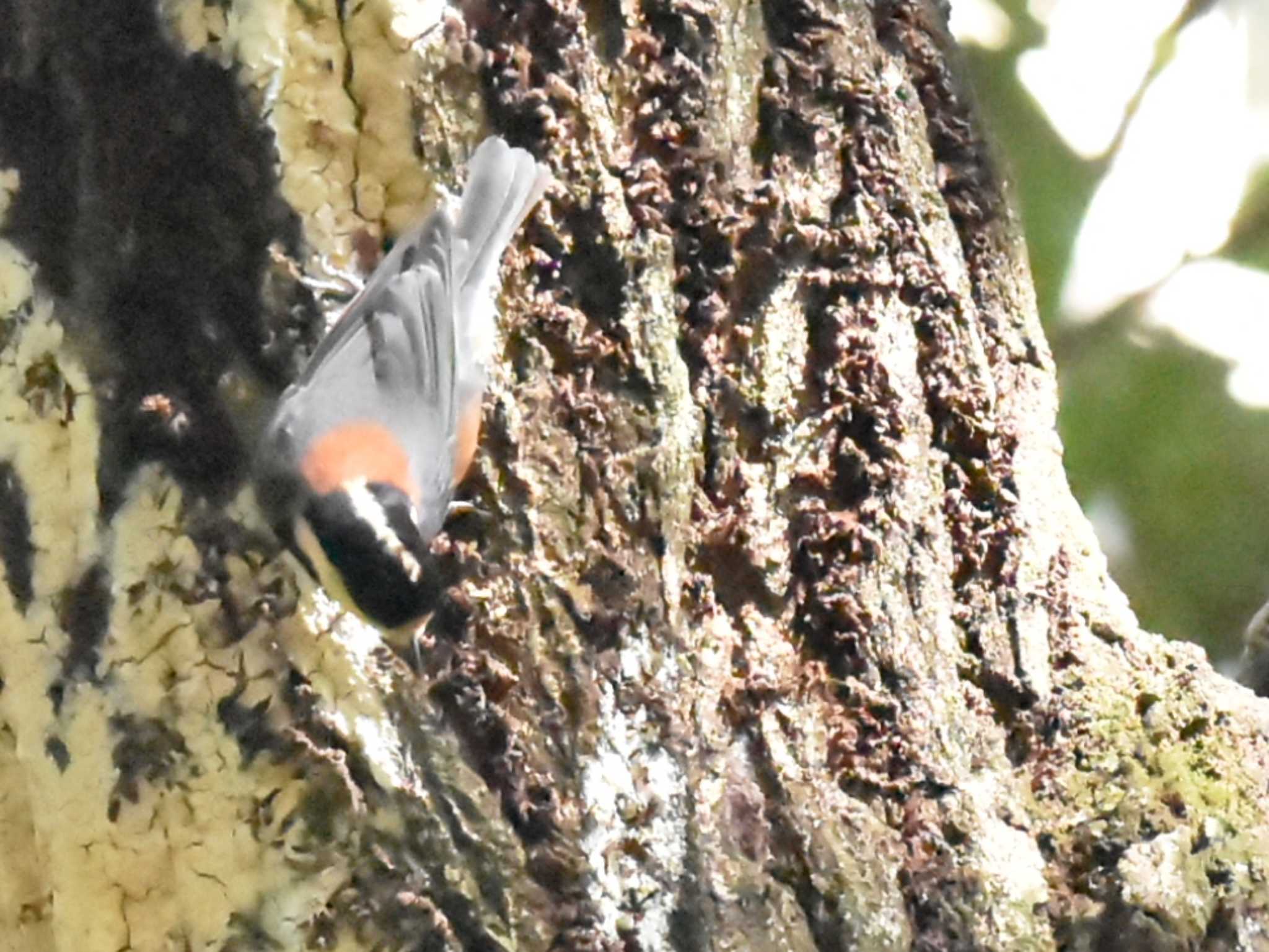 Varied Tit