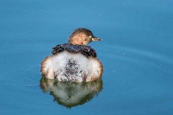 Little Grebe Akashi Park Sun, 2/18/2018