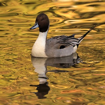 Wed, 11/16/2022 Birding report at 徳生公園