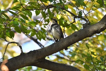 ツグミ 神代植物公園 2022年11月16日(水)