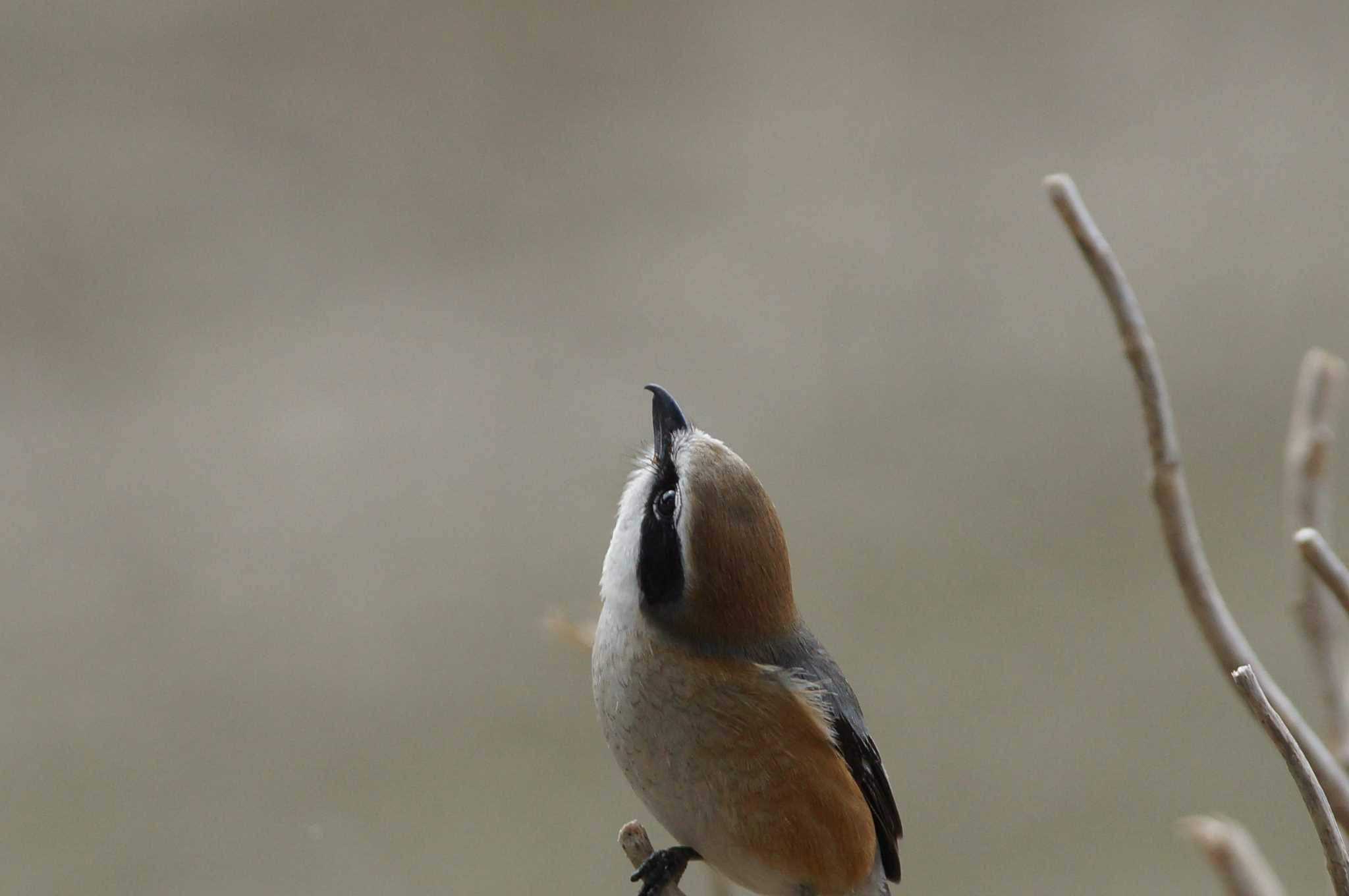 Bull-headed Shrike