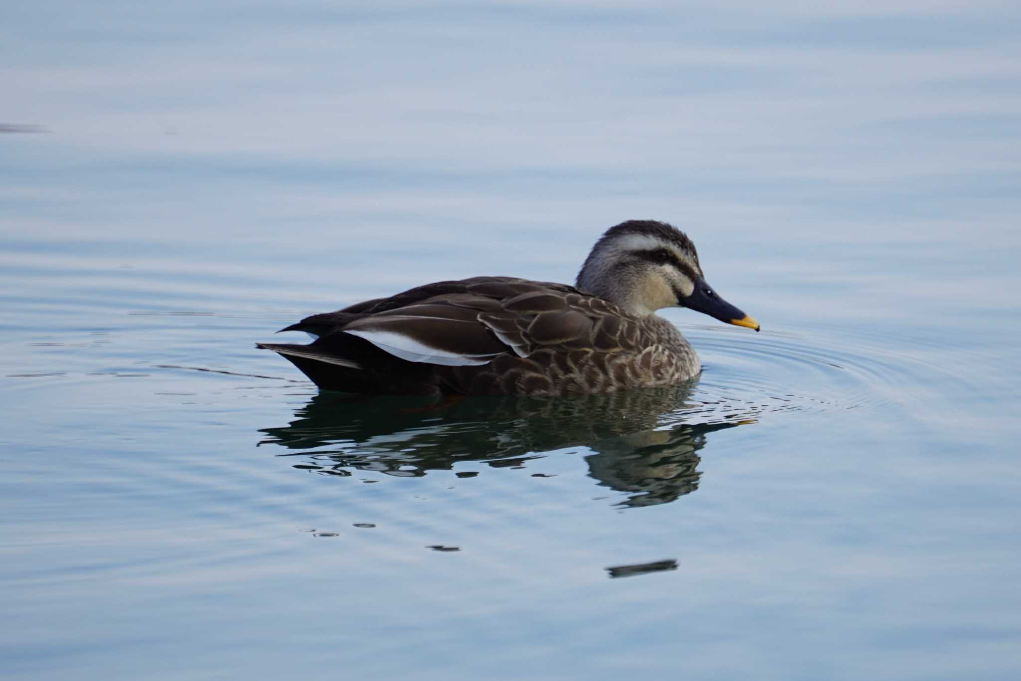 Eastern Spot-billed Duck