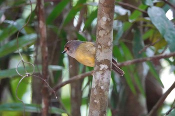 Pale-yellow Robin Chambers Wildlife Rainforest Lodges 周辺 Wed, 10/5/2022