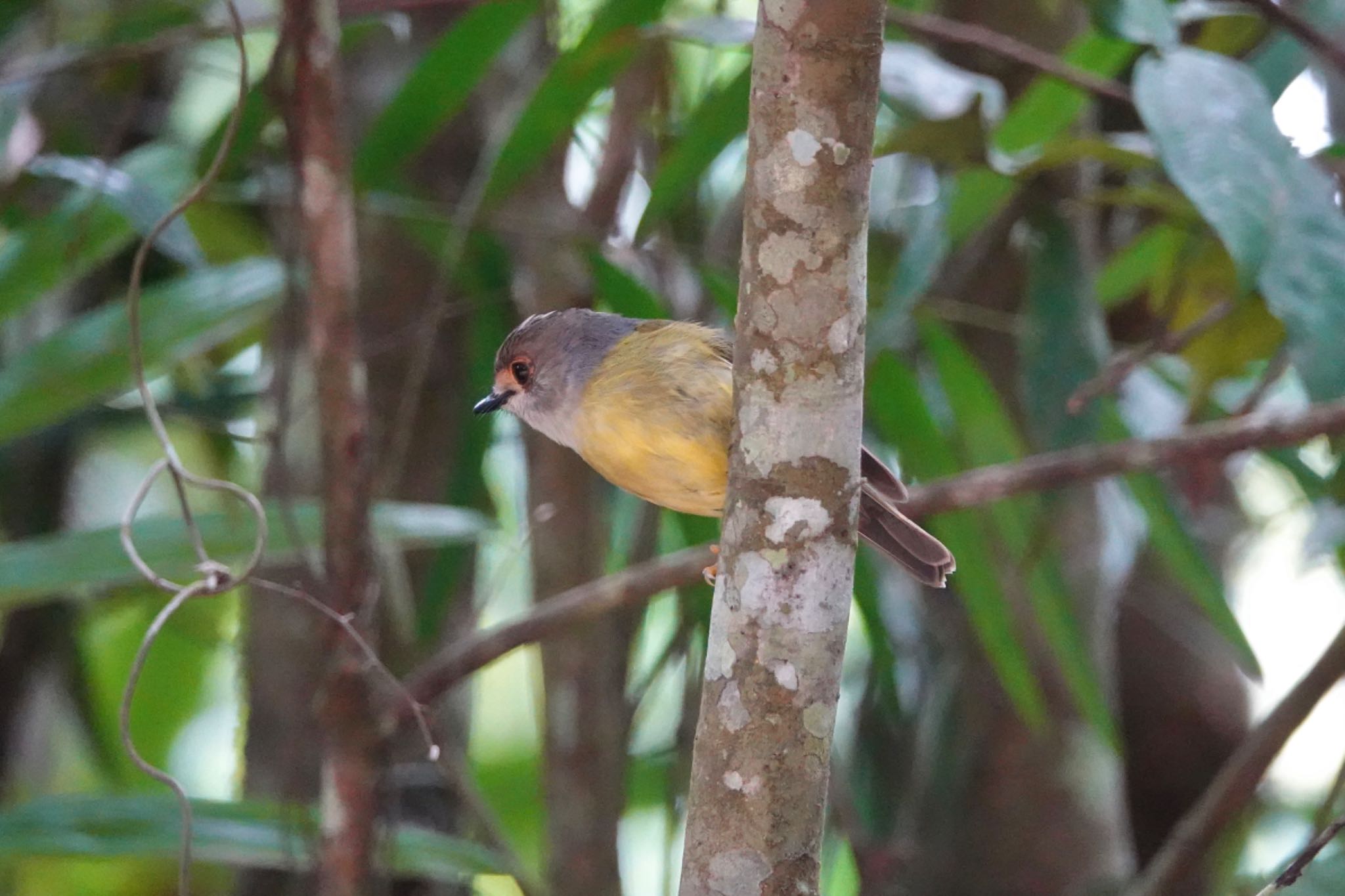 Pale-yellow Robin