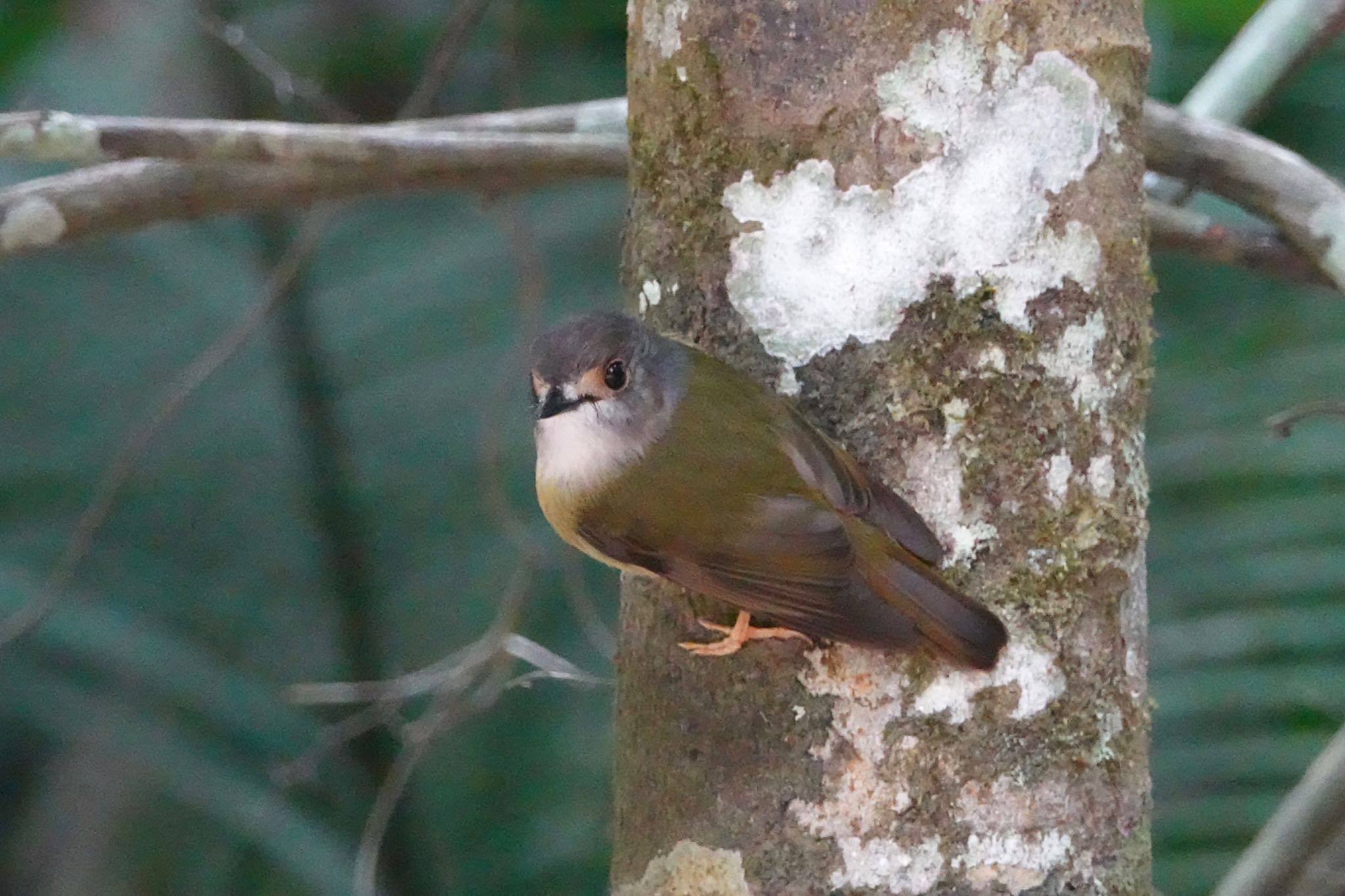 Pale-yellow Robin