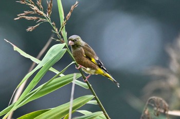 Grey-capped Greenfinch 黒浜沼 Mon, 10/17/2022