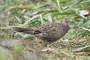 Green Pheasant 黒浜沼 Mon, 10/17/2022