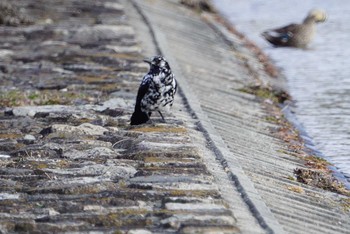 ハシボソガラス 昆陽池公園 2018年2月26日(月)