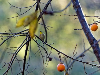 Warbling White-eye 氷取沢市民の森 Wed, 11/16/2022