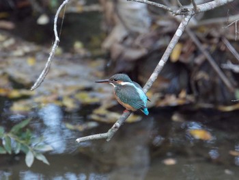 Common Kingfisher 横浜市立金沢自然公園 Wed, 11/16/2022