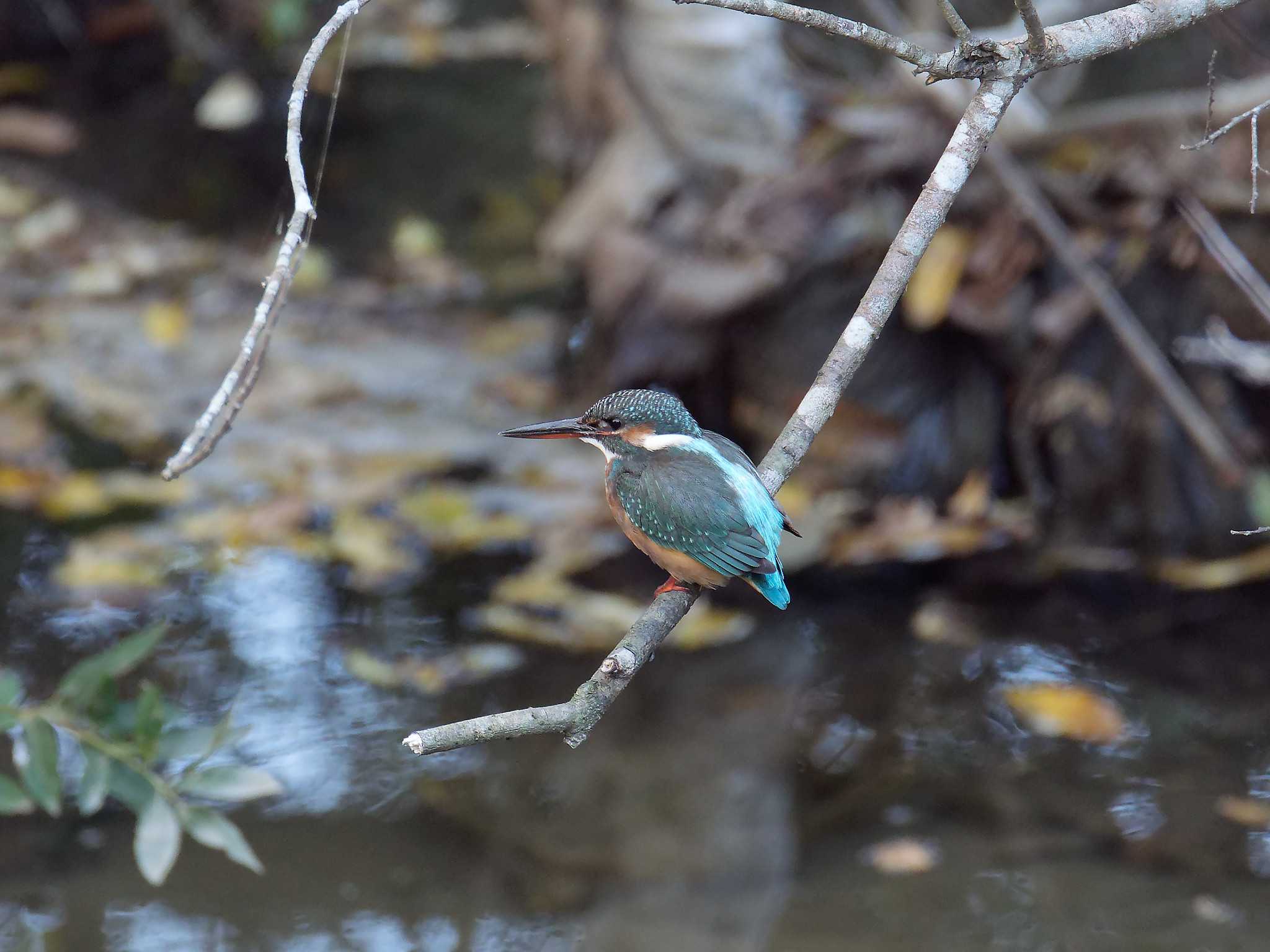 Photo of Common Kingfisher at 横浜市立金沢自然公園 by しおまつ