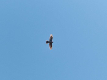 Eurasian Sparrowhawk 横浜市立金沢自然公園 Wed, 11/16/2022