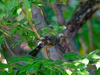 Brown-eared Bulbul 横浜市立金沢自然公園 Wed, 11/16/2022