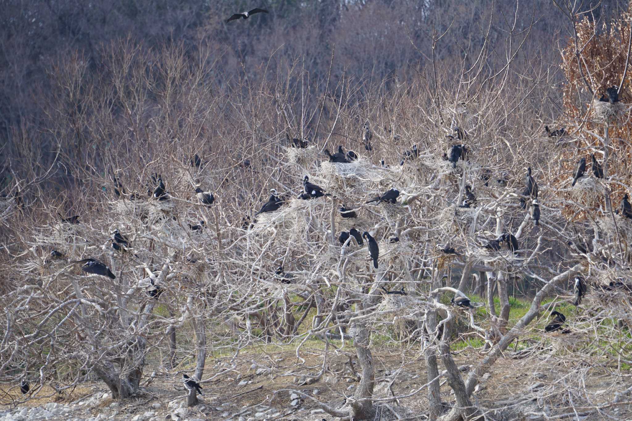 Great Cormorant