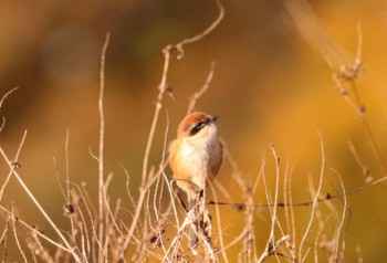 Wed, 11/16/2022 Birding report at 入間川(笹井堰周辺)