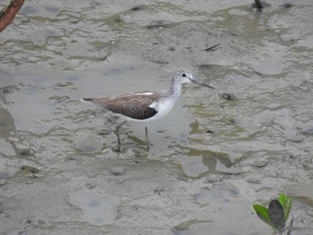 Common Greenshank 沖縄県 Wed, 10/19/2022