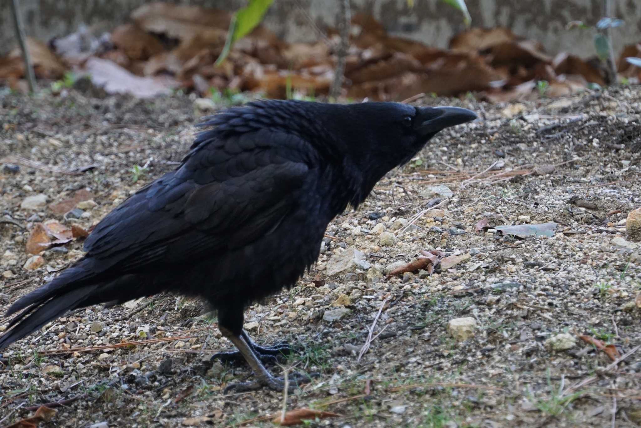 Carrion Crow