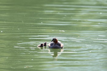 カイツブリ 千里南公園 2022年11月16日(水)