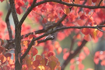 エナガ 千里南公園 2022年11月16日(水)