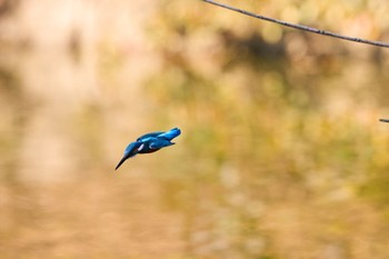 カワセミ 千里南公園 2022年11月16日(水)