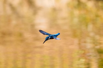 カワセミ 千里南公園 2022年11月16日(水)