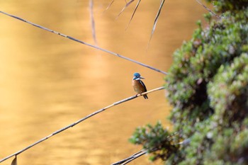 カワセミ 千里南公園 2022年11月16日(水)