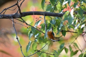 カワセミ 千里南公園 2022年11月16日(水)