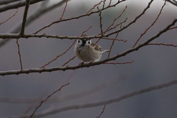 Eurasian Tree Sparrow Koyaike Park Mon, 2/26/2018